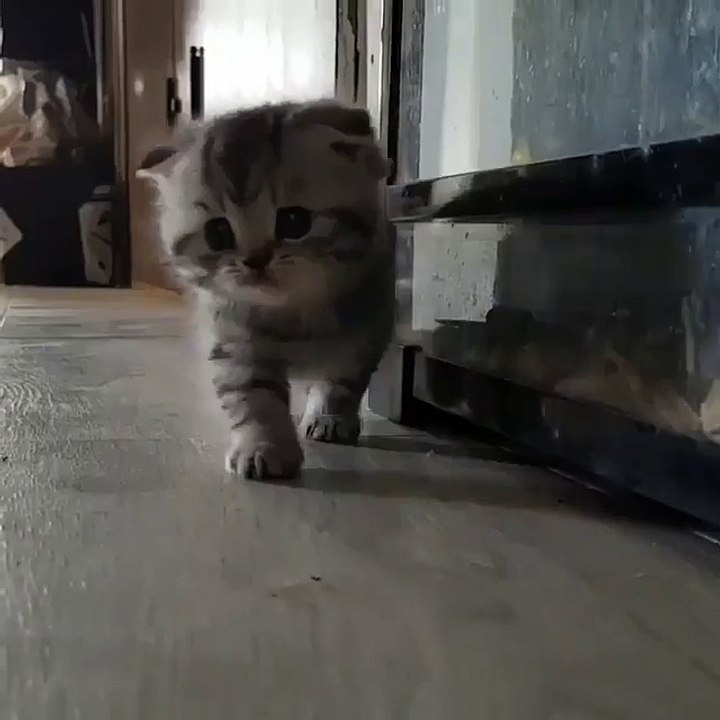Video Kucing Lucu #008 | Vera Kitty 2017