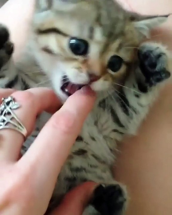 Video Kucing Lucu #010 | Vera Kitty 2017