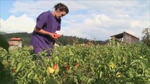 هذا الصباح-الفلفل الأحمر محصول هام بصربيا