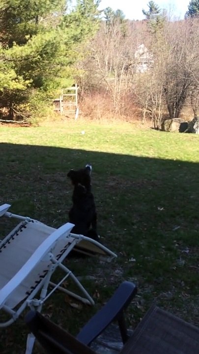 Un chien confond une balle de jeu avec la lune