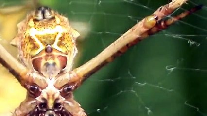 Spider Silver Agiope (Argiope argentata)