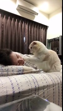 Un chat tente de réveiller sa maîtresse avec une infinie douceur !