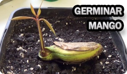 Como Germinar Y Sembrar Una Semilla De Mango || La Huertina De Toni