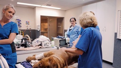 Animal Referral  Hospital