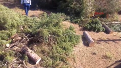 Denizli Ölçümleri Daha İyi Yapmak İçin Bahçedeki Ağaçları Kestiler