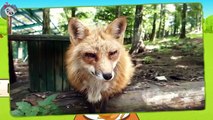 Learn wild forest animals sounds and names Part 2 | Real and Cartoon forest animals for kids
