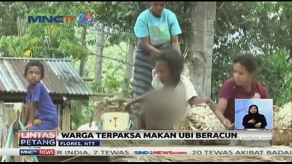 Warga Flores Terpaksa Makan Ubi Beracun
