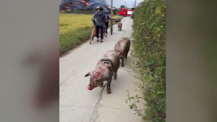 돼지 농장에 불...돼지 60마리 폐사 / YTN