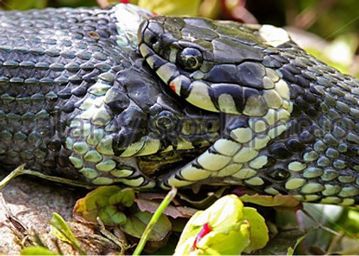 Massive Eastern Brown Snakes fighting at my back door