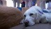 كلاب لمؤانسة والتخفيف عن آلام ضحايا مجزرة لاس فيغاس