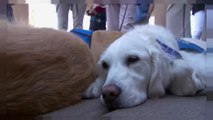 كلاب لمؤانسة والتخفيف عن آلام ضحايا مجزرة لاس فيغاس