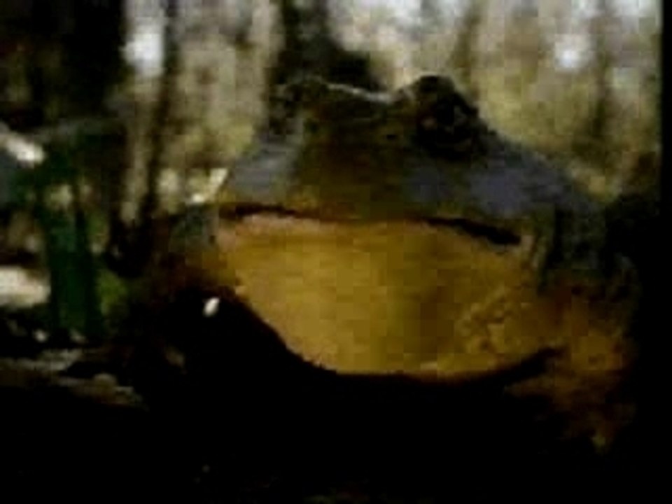 Cerveza Budweiser - Frogs Beer