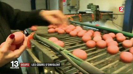 Scandale du fipronil : épargnés par l'insecticide, les œufs français voient leurs prix s'envoler