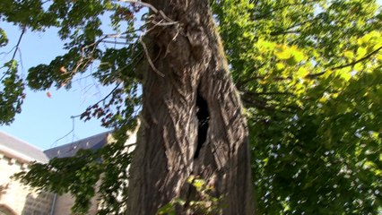 Descargar video: St-Sixte- Un village doté d'un riche patrimoine gallo-romain et de sentiers aux paysages à coupé le souffle.