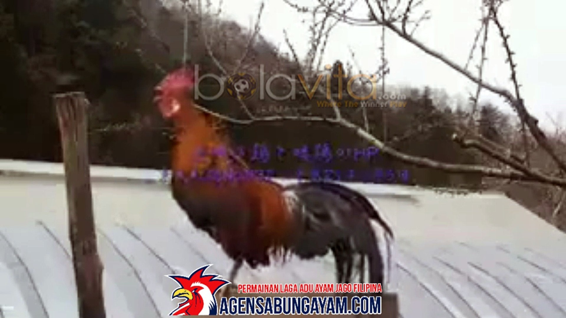 Sabung Ayam Adu Ayam Jantan Merdu Suaranya Final Video Dailymotion