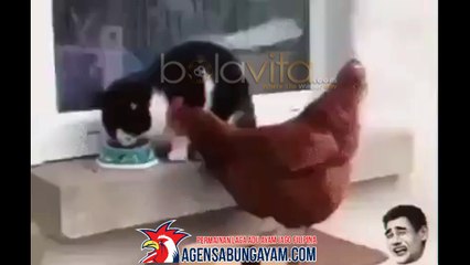 adu ayam dengan kucing saat berebut makanan video terbaru 2017