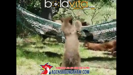 video lucu prank sekelompok beruang bermain terbaru 2017