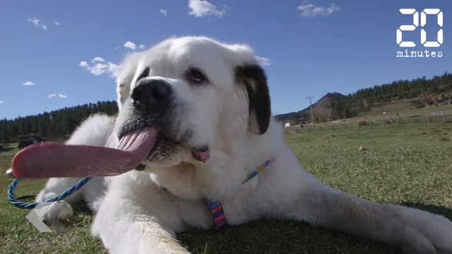 La langue la plus longue du monde - Le Rewind du vendredi 06 octobre 2017