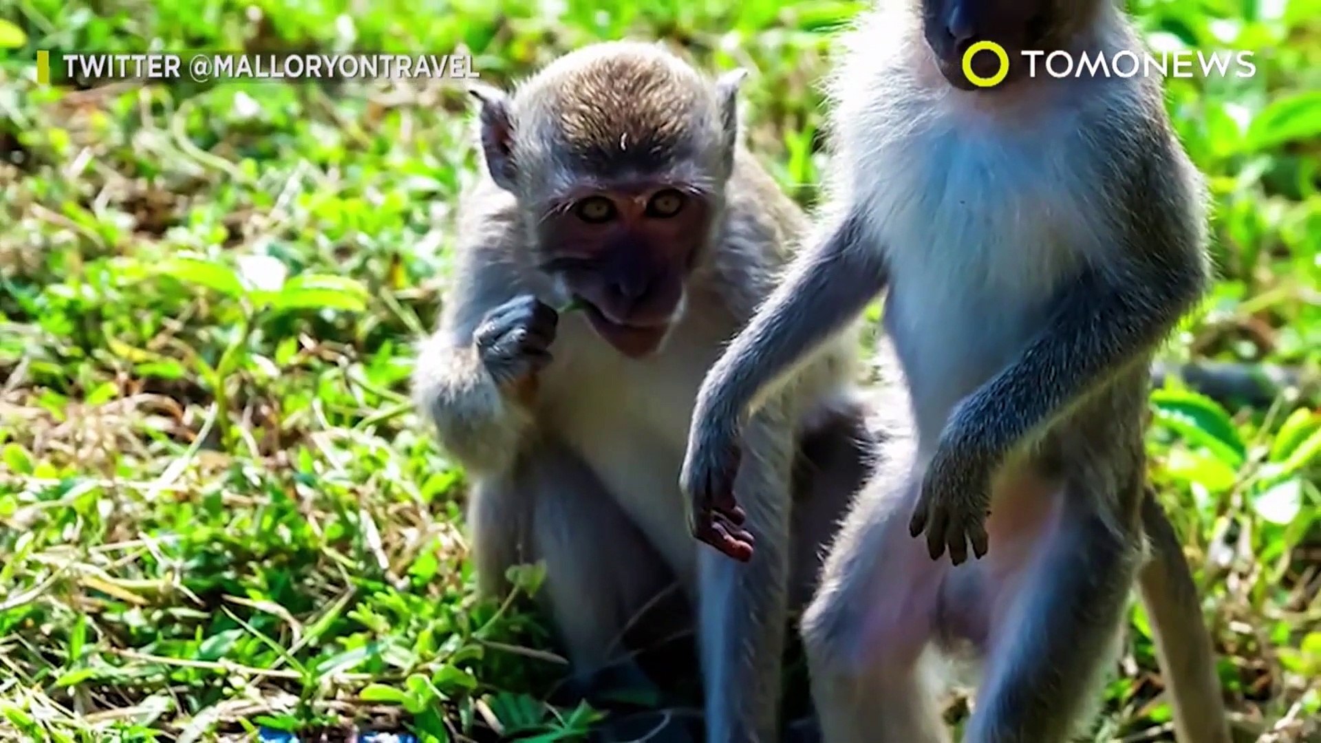 Tingkah Para Monyet Menyebalkan Video Dailymotion