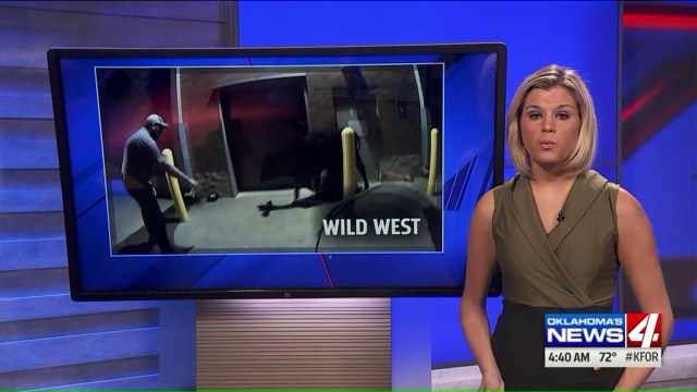 Police Officers Wrangle Wayward Cow Outside Oklahoma Walgreens