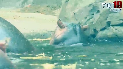 Fiona and Mom are getting Halloween treats at the Cincinnati Zoo