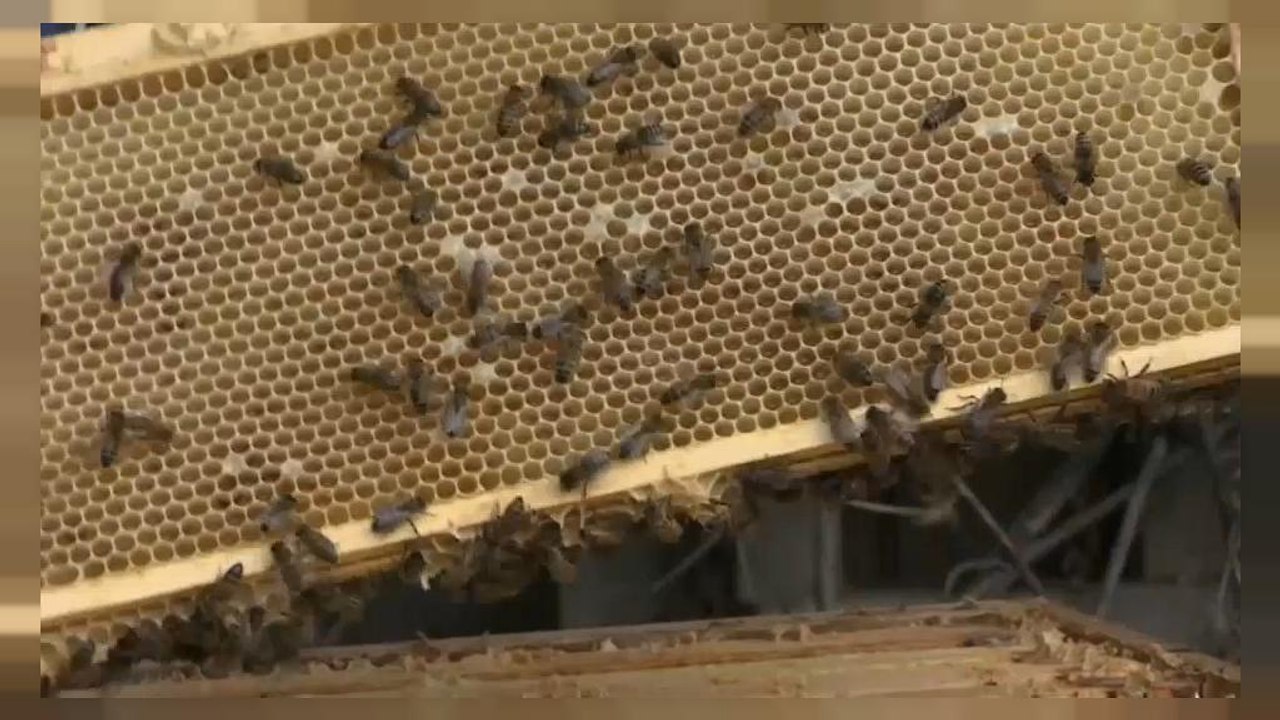 Les pesticides contaminent les abeilles, selon une étude