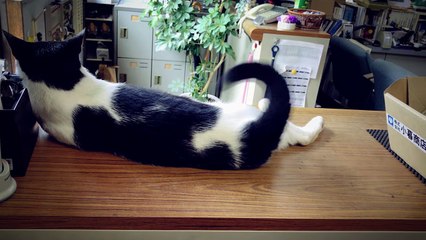 Qoobo, le coussin chat