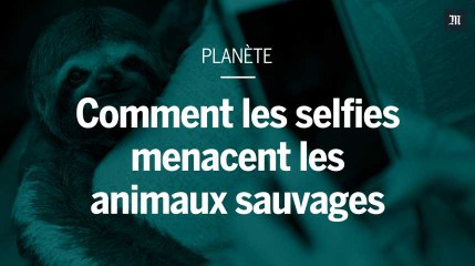 Comment nos selfies menacent les animaux sauvages