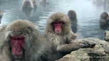 地獄谷野猿公苑 温泉お猿の癒し January, new Japanese Snow Monkeys in hot spring
