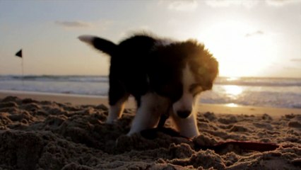 Puppy on the beach