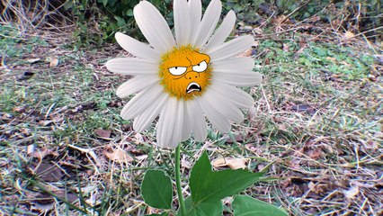 Plant Parts for Kids!