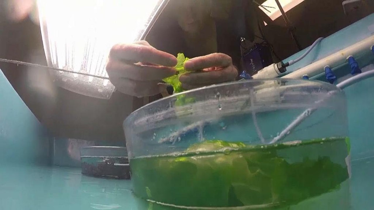 Treibt Algenblüte den Klimawandel?