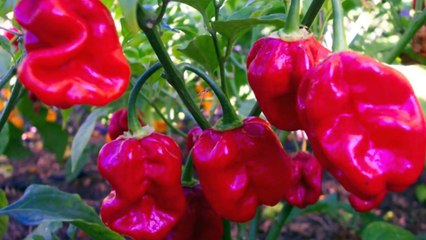 dünye-enın en acı biberleri türkiye-edeki tüm biberlerin acılık oranı çok az 1000 ile 5 bin arasıdır