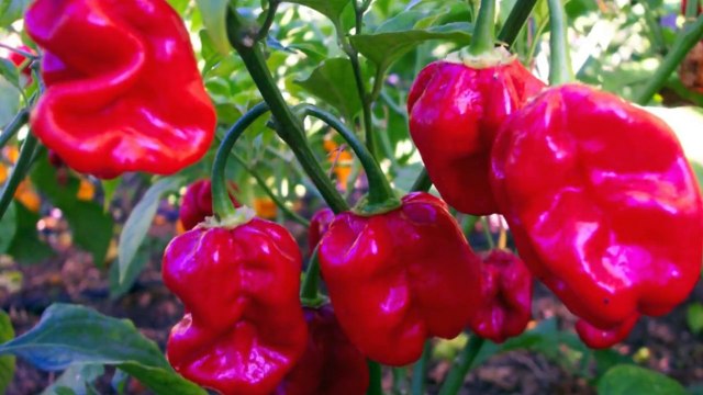 dünye-enın en acı biberleri türkiye-edeki tüm biberlerin acılık oranı çok az 1000 ile 5 bin arasıdır