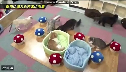 胸キュン マンチカンの薬物使用者