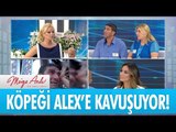 Alex sahibi Ayhan Serin'e kavuşuyor! - Müge Anlı ile Tatlı Sert 5 Eylül 2017 - atv