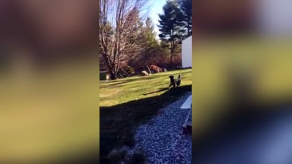 Un chien confond la lune avec sa balle !