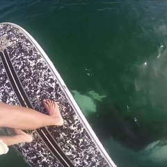 IMPRESSIONNANT, Vivez la rencontre d'un homme en paddle et une Orque !