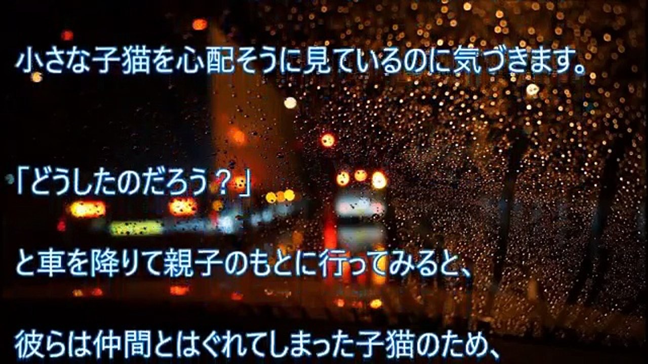 【号泣】「一晩だけ」と預かった子猫。翌朝、愛犬にお別れをさせると…【感動】