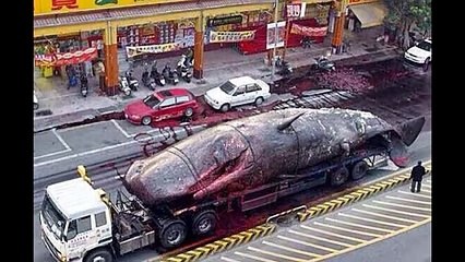 Worlds Biggest Animal Terrifying