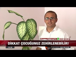 Tehlikenin Adı: Ağlayan Çiçek - 7 Ağustos 2017