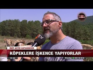 Ormanlar başıboş köpeklerle doldu - 27 Temmuz 2017