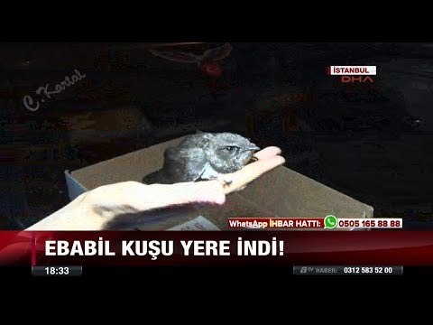 Ebabil Kuşu Yere İndi! - 4 Ağustos 2017