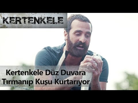 Kertenkele düz duvara tırmanıp kuşu kurtarıyor
