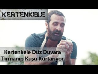Kertenkele düz duvara tırmanıp kuşu kurtarıyor