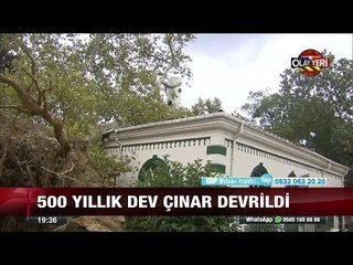 500 Yıllık dev çınar devrildi! - 29 Eylül 2017