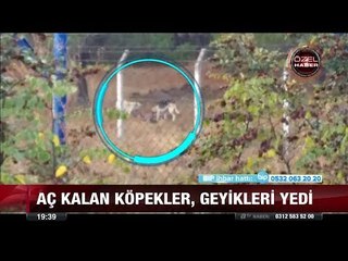 Aç köpekler, geyikleri yedi! - 2 Ekim 2017