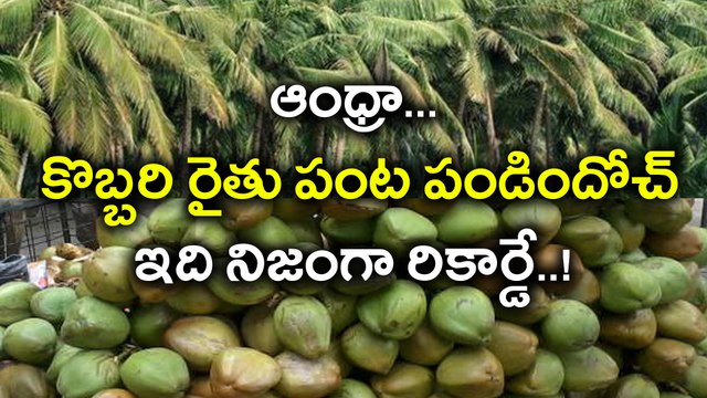 Andhra Coconut Farmers Are In Festival Mood ఆంధ్రా కొబ్బరి రైతు పంట పండిందోచ్..| Oneindia Telugu