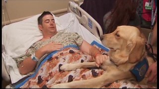 Las Vegas Therapy Dogs For Shooting Survivors