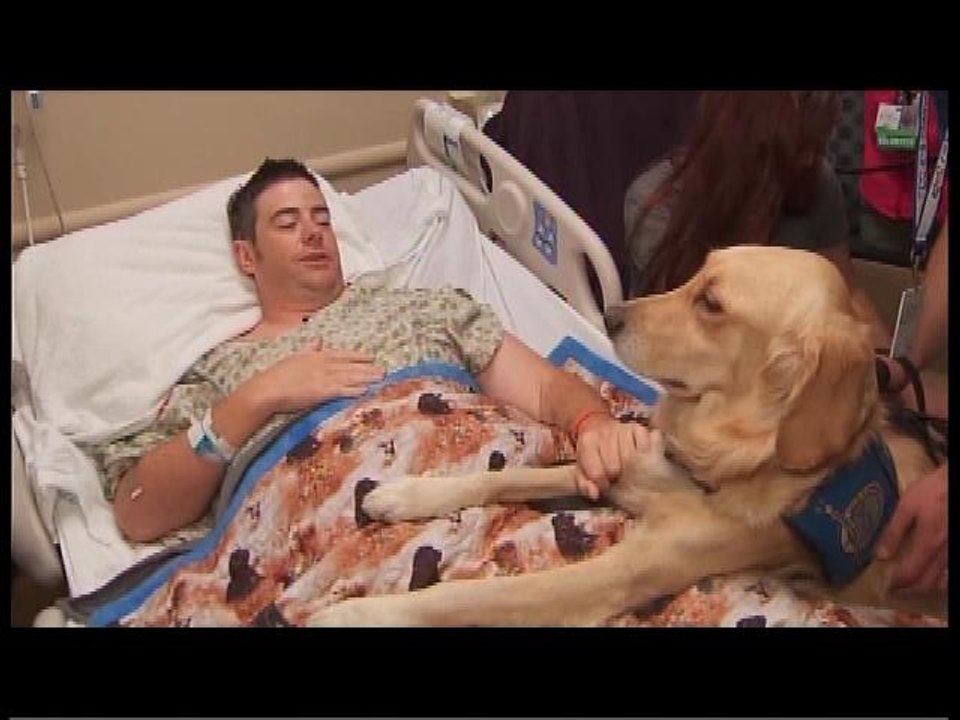 Las Vegas Therapy Dogs For Shooting Survivors